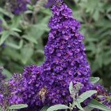 Butterfly Bush Plant for Planting, Size 5 to 7 Inch Tall Plant, Without Pot, Butterfly Bushes Plants (Dark Blue Flowers)