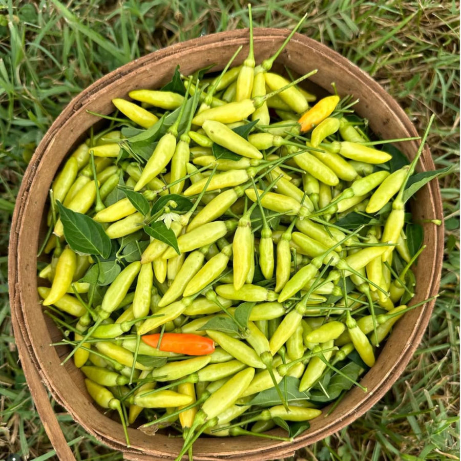 20 Hot Pepper Seeds, Vegetable Seeds for Indoor Outdoor Garden
