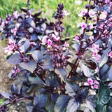 Krishna Basil Plant 4-7'' Tall, Purple Tulasi Herb Plants Live, Fragrant, Hardy, Perennial Herbs in 4'' Pot