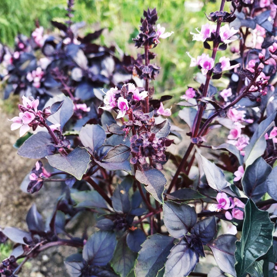 Krishna Basil Plant 4-7'' Tall, Purple Tulasi Herb Plants Live, Fragrant, Hardy, Perennial Herbs in 4'' Pot