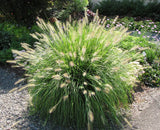 1 Hameln Dwarf Fountain Grass Plant Live for Planting, Dwarf Grass Perennial Garden 4 Inch Pot
