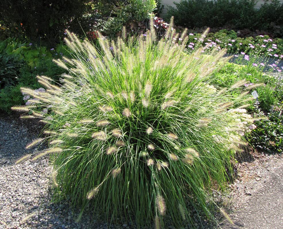 1 Hameln Dwarf Fountain Grass Plant Live for Planting, Dwarf Grass Perennial Garden 4 Inch Pot