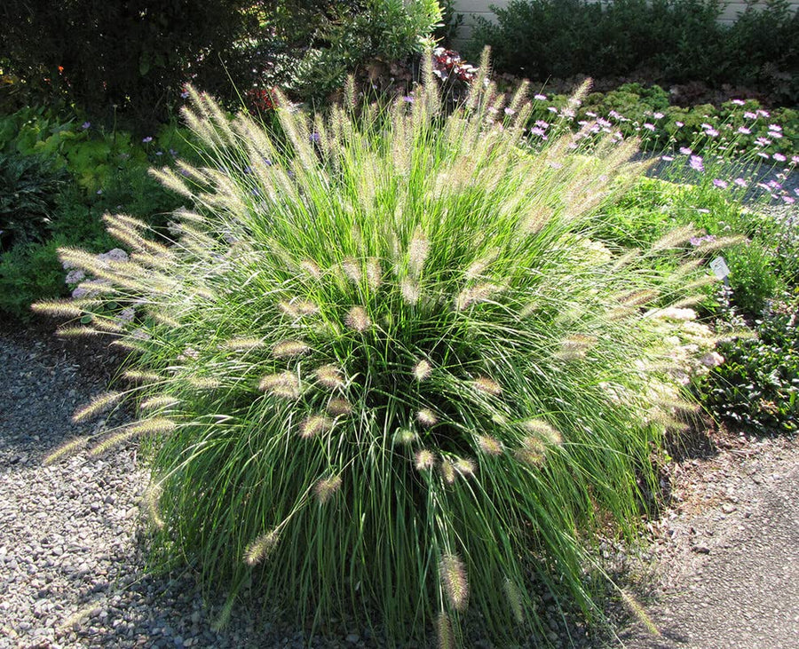 1 Hameln Dwarf Fountain Grass Plant Live for Planting, Dwarf Grass Perennial Garden 4 Inch Pot