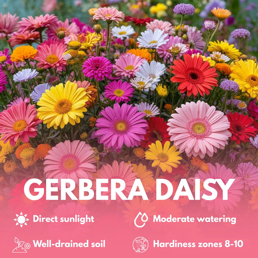 2 Random Gerbera Daisy Plants Live, Gerbera Daisies Flower Plants 5 to 7 Inches Tall, Ready to Bloom, Hardy Outdoor Plant