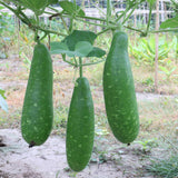 50 Bottle Gourd Seeds for Planting, Vegetable Seeds for Garden, Climbing Gourd Plant for Trellis, Outdoor Garden or Backyard Growing