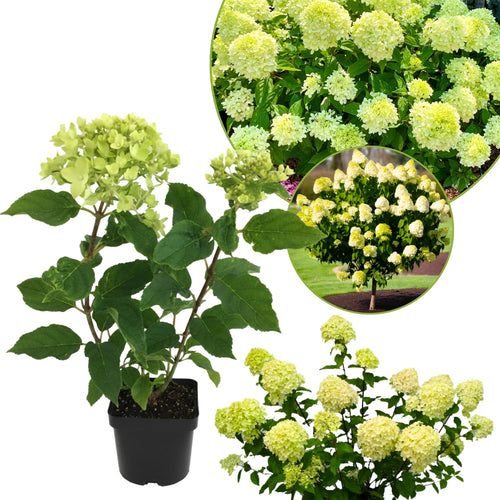 Lime Hydrangea Plant Live, in 2.5 Inch Pot, 6–12" Tall Cold Hardy Hydrangea Flowering Shrub