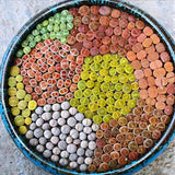 10 Large Random Mix Lithops Living Stones, Live Succulent Plants, Bare Roots Garden Indoor, Rocks Living Stones