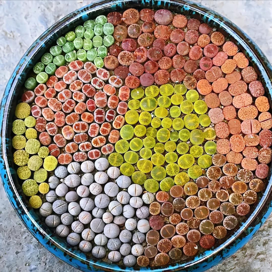 10 Large Random Mix Lithops Living Stones, Live Succulent Plants, Bare Roots Garden Indoor, Rocks Living Stones