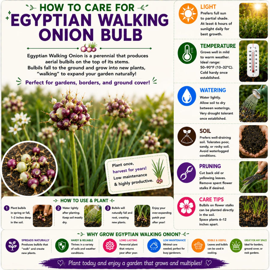 Set of 10 Egyptian Walking Onion Bulbs, Walking Onion Perennial Vegetable