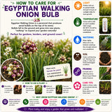 Set 10 Walking Onion Bulbs, 2 Years Old Perennial Garden Onion