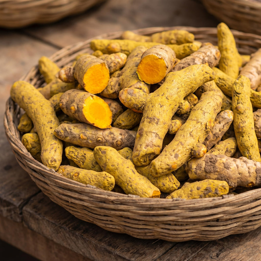 15 Yellow Turmeric Roots for Planting, Curcuma Turmeric Rhizomes, Herb Plants for Garden or Container Growing