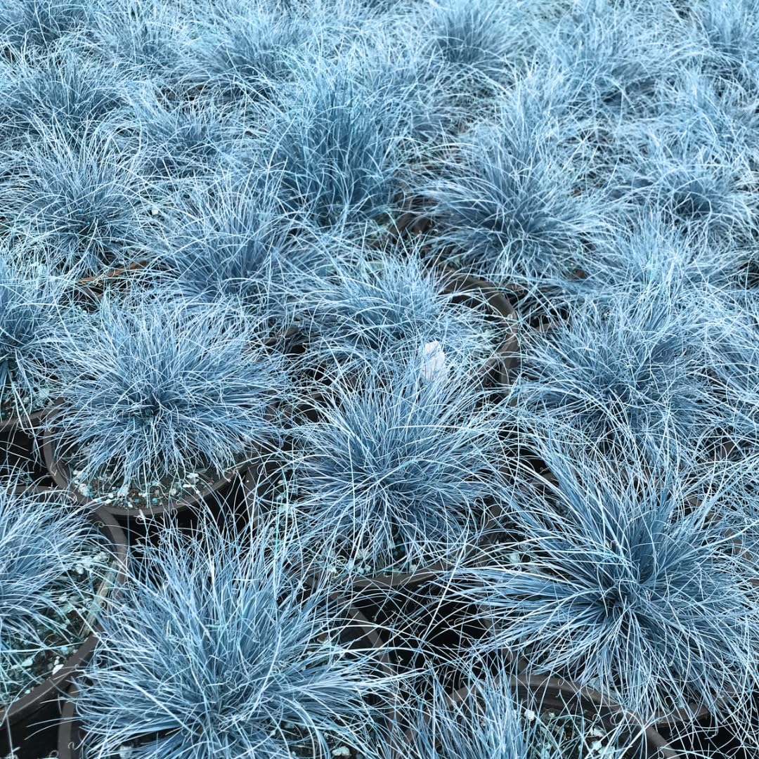 2 Blue Fescue Grass Live Plant in 4" Pot, Oranmental Grass for Home Decor Indoor Outdoor