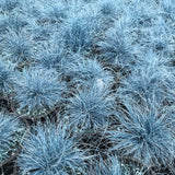 2 Blue Fescue Grass Live Plant in 4" Pot, Oranmental Grass for Home Decor Indoor Outdoor