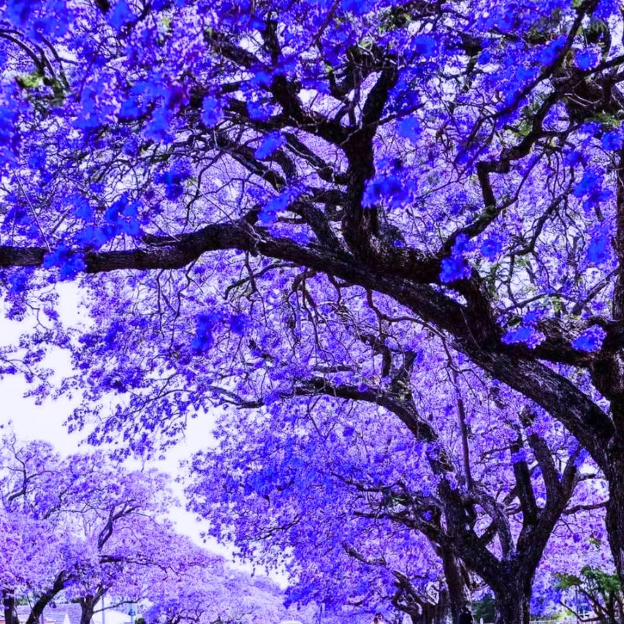 Jacaranda Mimosifolia Live Plant, 8-10 Inches Tall in 4" Pot, Blue Purple Flowering Tree for Outdoor Growing Garden and Landscape