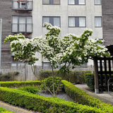 White Dogwood Tree Shrub Bush Dormant, 12 Inc Bare Root Dogwood Trees Live Plants for Outside, Flowering Dogwood for Outdoor Planting