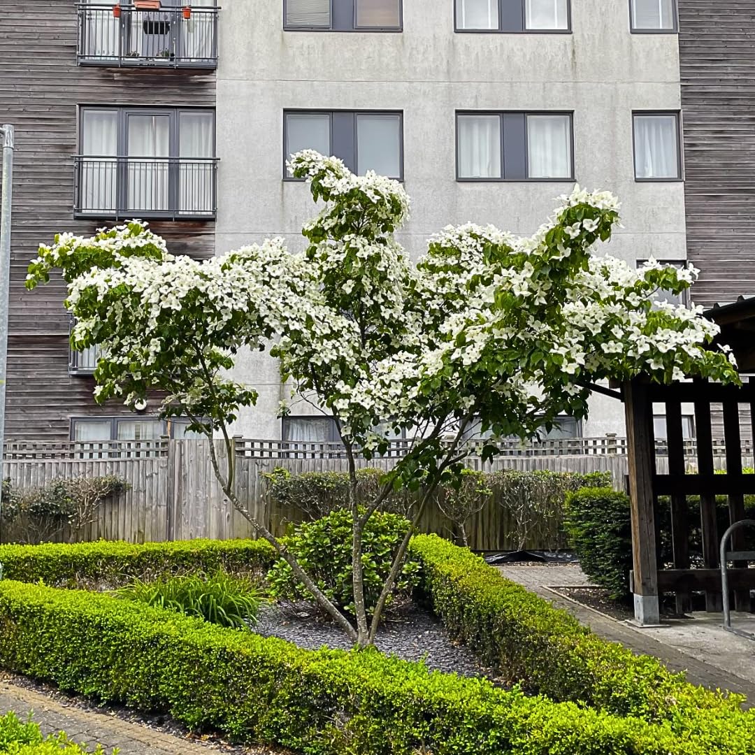 White Dogwood Tree Shrub Bush Dormant, 12 Inc Bare Root Dogwood Trees Live Plants for Outside, Flowering Dogwood for Outdoor Planting