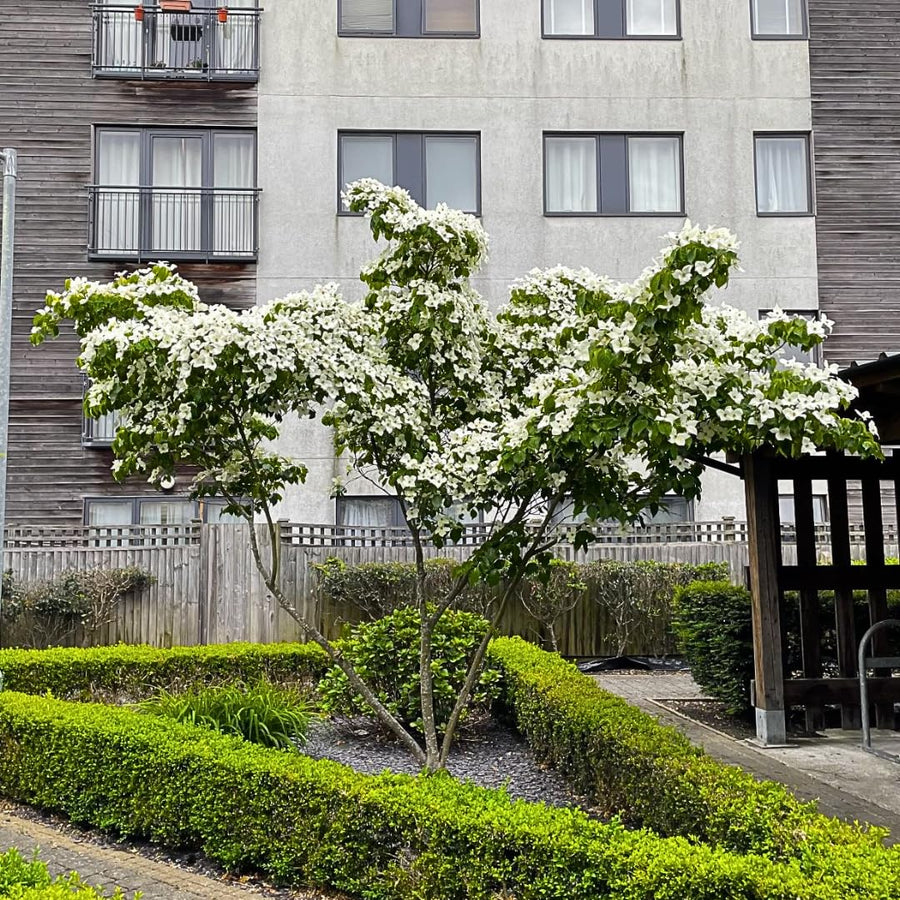 White Dogwood Tree Shrub Bush Dormant, 12 Inc Bare Root Dogwood Trees Live Plants for Outside, Flowering Dogwood for Outdoor Planting