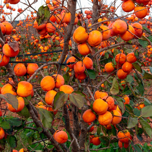 Set 2 Persimmon Live Plants, 1-2 Ft Bare Root Persimmon Plant, Perennial Hardy Fruit Plant for Garden, Patio and Landscape