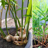 Ginger Plant Live for Planting, Hawaiian Ginger Flower Plant, Tropical Ginger Plant Well-Rooted for Indoor Outdoor Growing, 5-9" Tall (Ginger Zingiber)