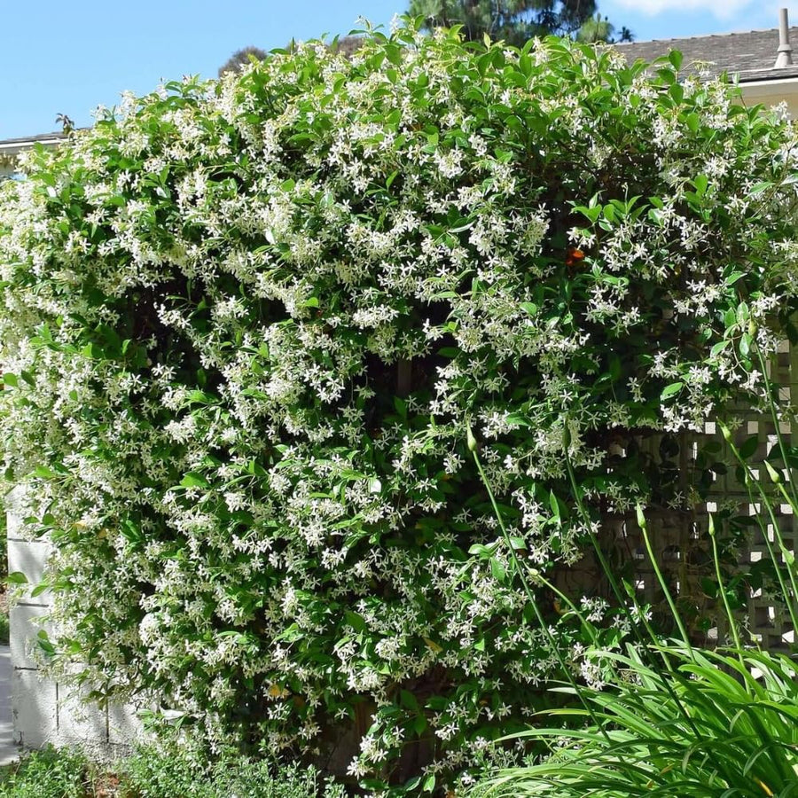 2 Jasmine Plants Live, Fragrant Jasmine Flower Vine, Perennial Jasmines for Outdoor Garden 4 to 9 Inch Tall (Star Jasmine)