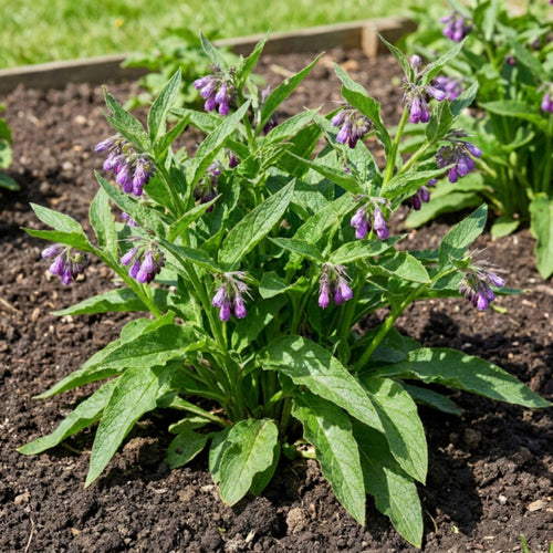 15 Comfrey Roots for Planting - Live Bocking 14 Comfrey Root Cuttings, Perennial Comfrey Roots for Garden Growing, 2-5" Root
