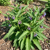 10 Comfrey Roots, Bocking 14 Live Roots Cuttings, Perennial Herb Plants for Garden, Fast Growing, High Yield Comfrey Cutting