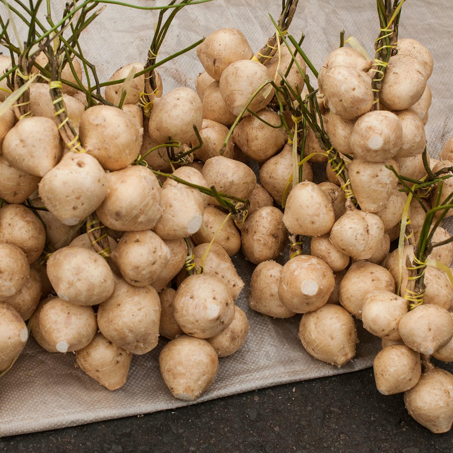 96 Heirloom Jicama Seeds, Jimaca Climbing for Vegetable Gardening