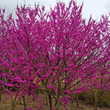 Eastern Redbud Tree Live Plant Bare Root, Red Bud Tree Plant for Gardening, 1-2 Years Old, 28 Inches Tall