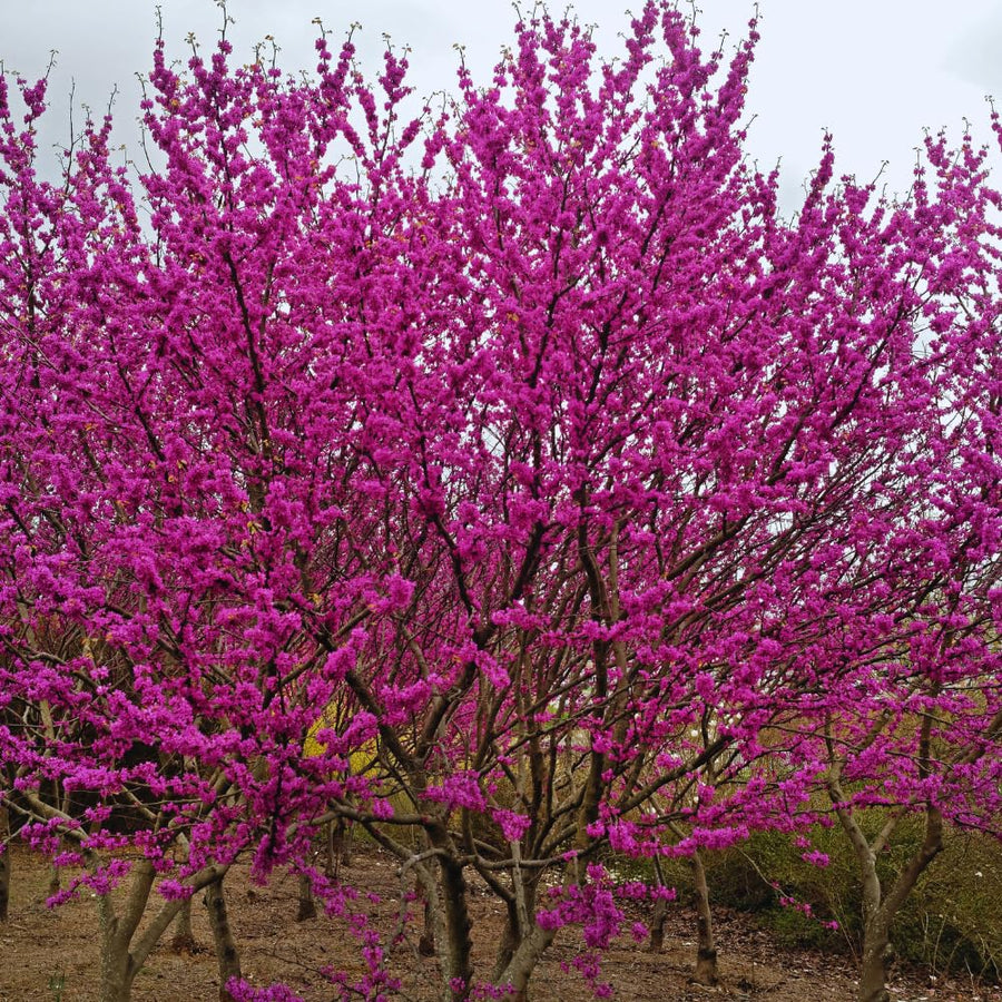 Eastern Redbud Tree Live Plant Bare Root, Red Bud Tree Plant for Gardening, 1-2 Years Old, 28 Inches Tall