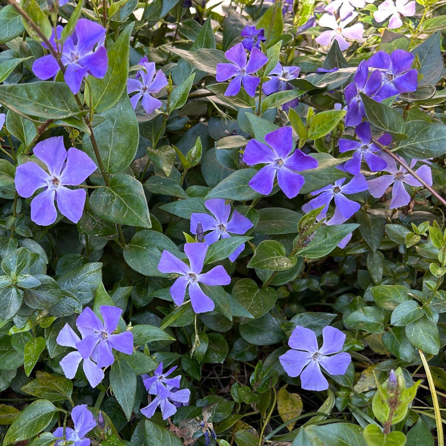 Pack 3 Vinca Minor Plants 4'' Pots, Purple Periwinkle Ground Cover Plants, Trailing Vines for Garden Borders and Landscape