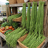 10 Long Green Bush Bean Seeds for Planting, Green Bean Vegetable Seeds, Compact Bush Bean Seeds for Garden and Container Growing