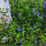 24 Periwinkle Plants Live for Planting, Vinca Plants Live for Planting, Vinca Minor Ground Cover Vine Bare Roots from 6 Inc Tall Garden