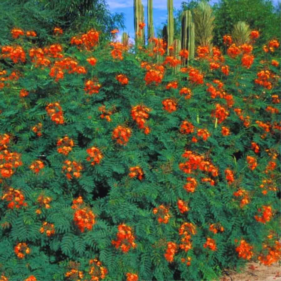 Red Orange Mexican Bird of Paradise Plant Live in Pot, 6-10" in Tall Well-Rooted Seedling for Outdoor Growing, Peacock Plant