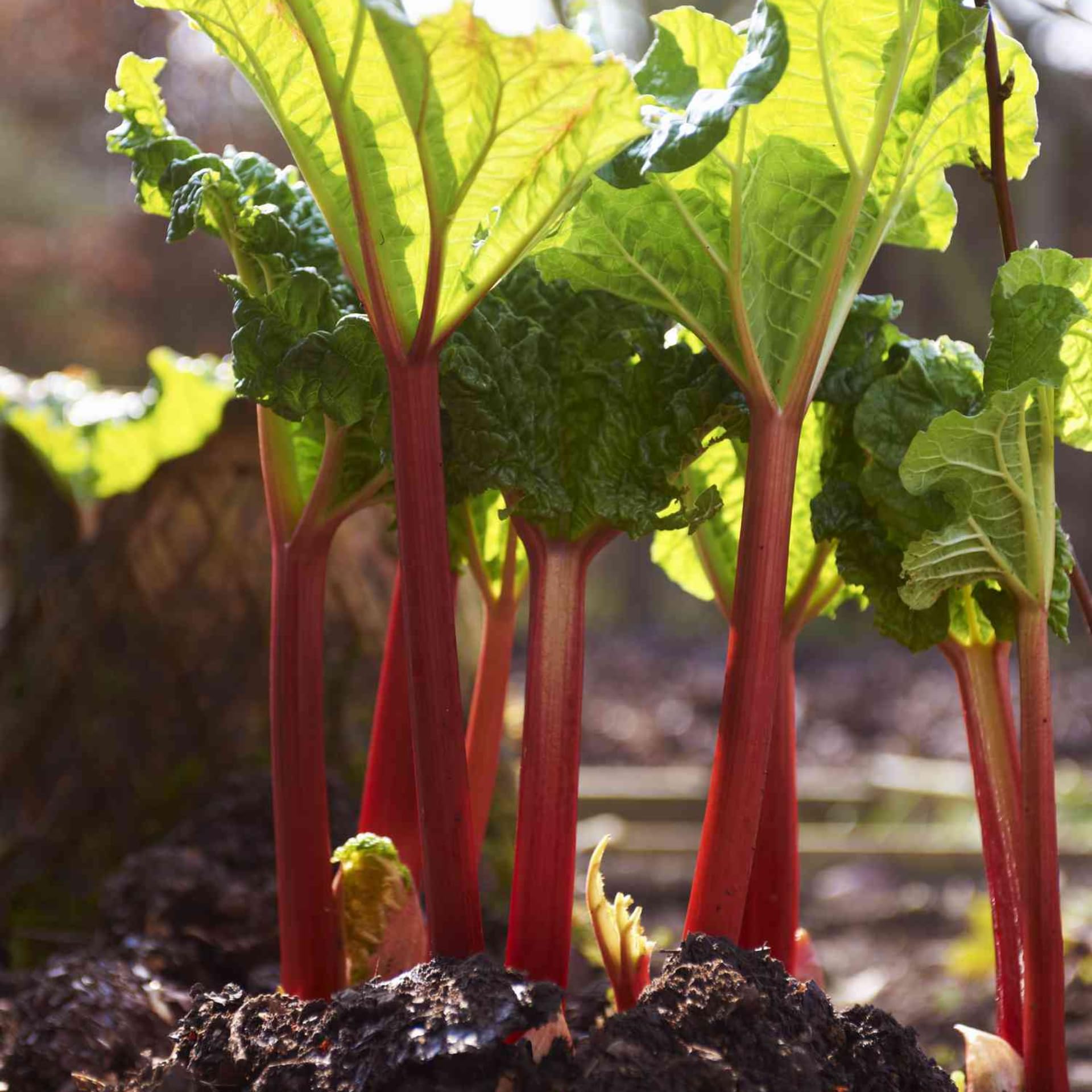 Pack 5 Rhubarb Plants Roots for Planting Outdoor, Red Rhubarb Plant Roots, Vegetable Root Live, Bareroot for Planting