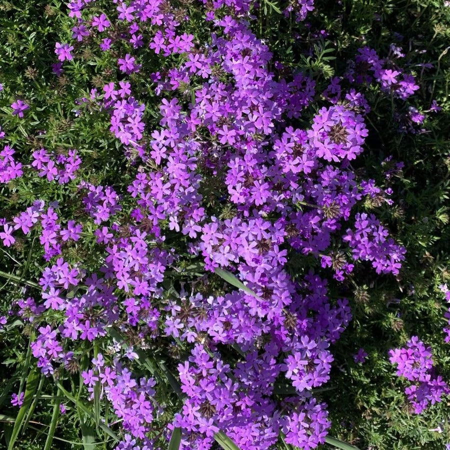 1200 Moss Verbena Seeds, Perennial Ground Cover, Purple Flower Seeds