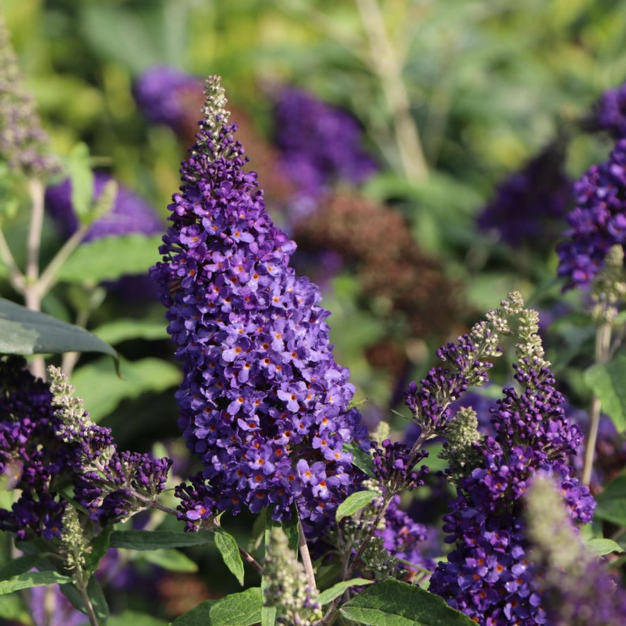 Butterfly Bush Plant for Planting, Size 5 to 7 Inch Tall Plant, Without Pot, Butterfly Bushes Plants (Dark Blue Flowers)