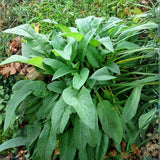 8 Comfrey Roots for Planting, High Yielding Comfrey Rhizomes, Perennial Herbs for Growing Outdoor, Ready for Planting