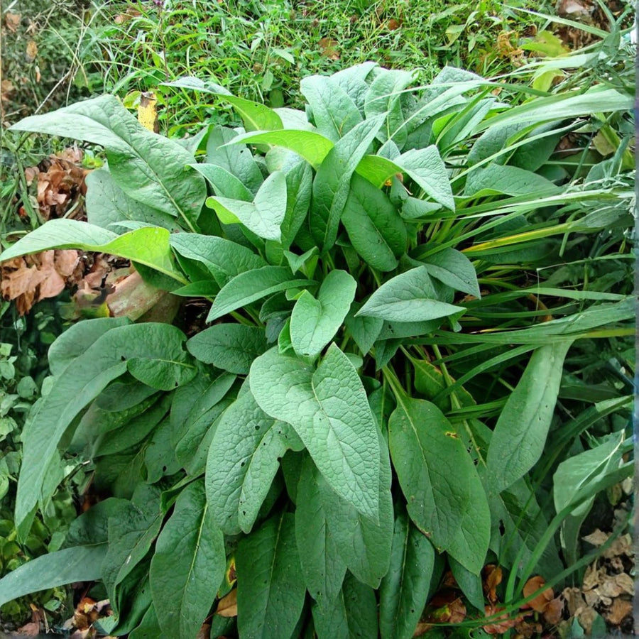 8 Comfrey Roots for Planting, High Yielding Comfrey Rhizomes, Perennial Herbs for Growing Outdoor, Ready for Planting