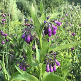 8 Comfrey Roots for Planting, High Yielding Comfrey Rhizomes, Perennial Herbs for Growing Outdoor, Ready for Planting