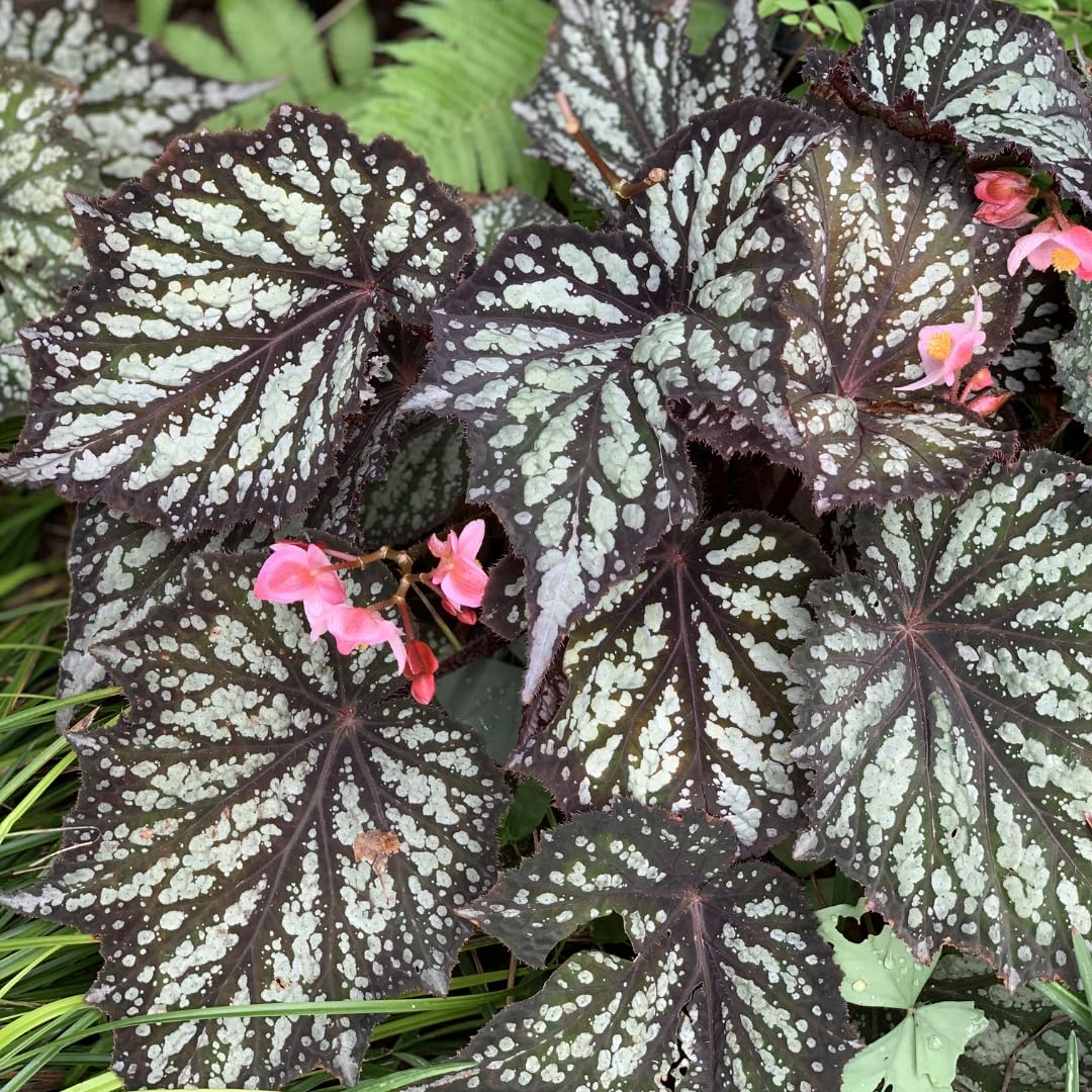 Begonia Live Plant Outdoor, Can Grow As Weeping Begonia, Fast-Growing, Easy-Care Flowering Plant for Gardens Containers, 5-9” Tall, No Pot, Begonia Maculata Plants (Summer)