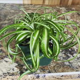 Variegated Spider Plant Live, Trailing Spider Plant for Indoor Outdoor Garden, 2-4 Inches Tall, No Pot