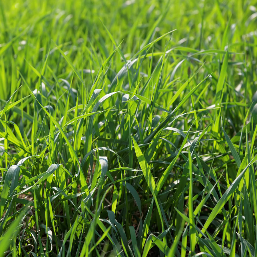30000 Zoysia Grass Seeds, Emerald Zoysia Grass Seeds, Warm Season Lawn Seed, Soft Green Grass, Backyard Landscaping