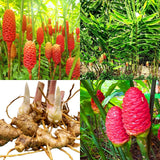 3 Awapuhi Shampoo Ginger Roots, Zingiber Zerumbet Pinecone Ginger Rhizomes for Planting Home Garden