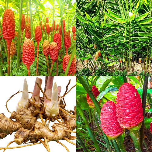 3 Awapuhi Shampoo Ginger Roots, Zingiber Zerumbet Pinecone Ginger Rhizomes for Planting Home Garden