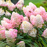 Fire Hydrangea Plant Live, in Quart Pot, 8-14" Tall Cold Hardy Hydrangea Flowering Shrub, Color Changing Flower