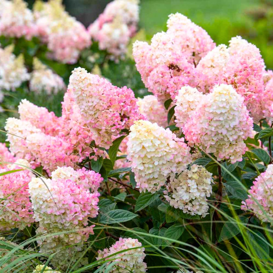Fire Hydrangea Plant Live, in Quart Pot, 8-14" Tall Cold Hardy Hydrangea Flowering Shrub, Color Changing Flower