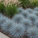 Blue Fescue Grass Live Plant 4–6″ Tall, Hardy Ornamental Grass, Silvery Blue Foliage Grasses for Planting Outdoor, 4'' Potted Plant
