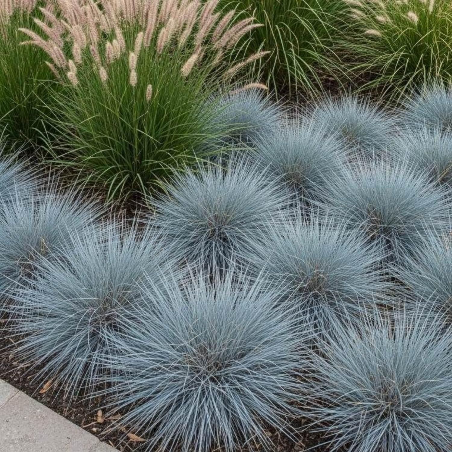 Blue Fescue Grass Live Plant 4–6″ Tall, Hardy Ornamental Grass, Silvery Blue Foliage Grasses for Planting Outdoor, 4'' Potted Plant