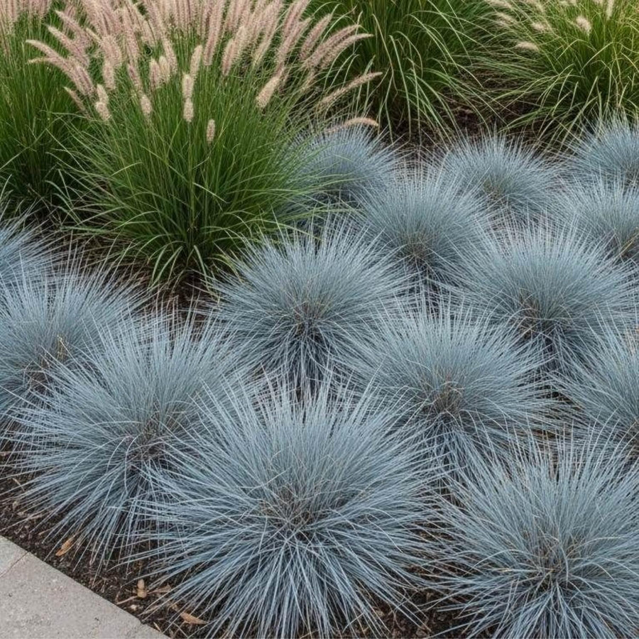 Blue Fescue Grass Live Plant 4–6″ Tall, Hardy Ornamental Grass, Silvery Blue Foliage Grasses for Planting Outdoor, 4'' Potted Plant