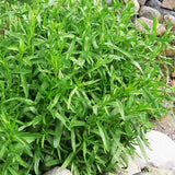 Pack 2 Tarragon Plants Live, Tarragon Herb Plant Ready to Grow, 5-9 Inch Tall, Tarragon Mint for Your Garden and Culinary Needs